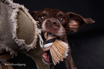 Hundeschule Köln_Einzeltraining