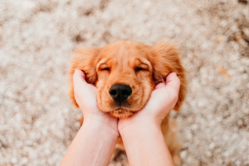 Hundeschule Köln_Welpentraining